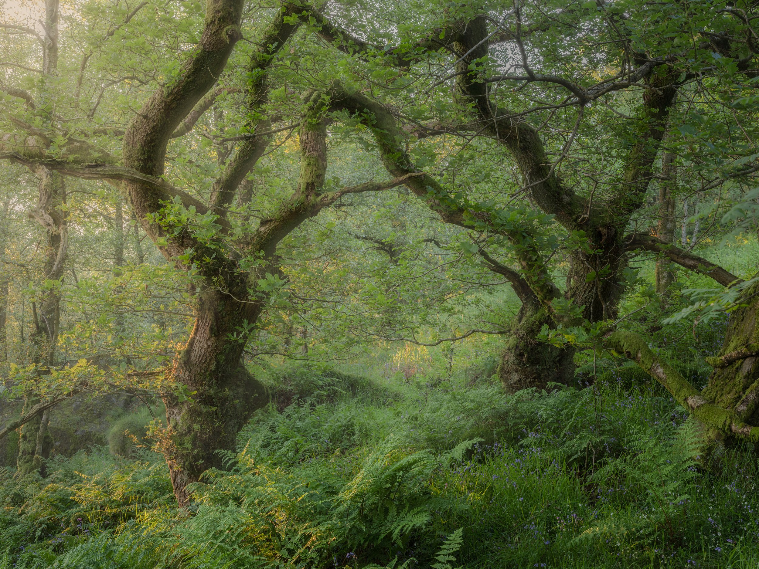 Twisted oaks