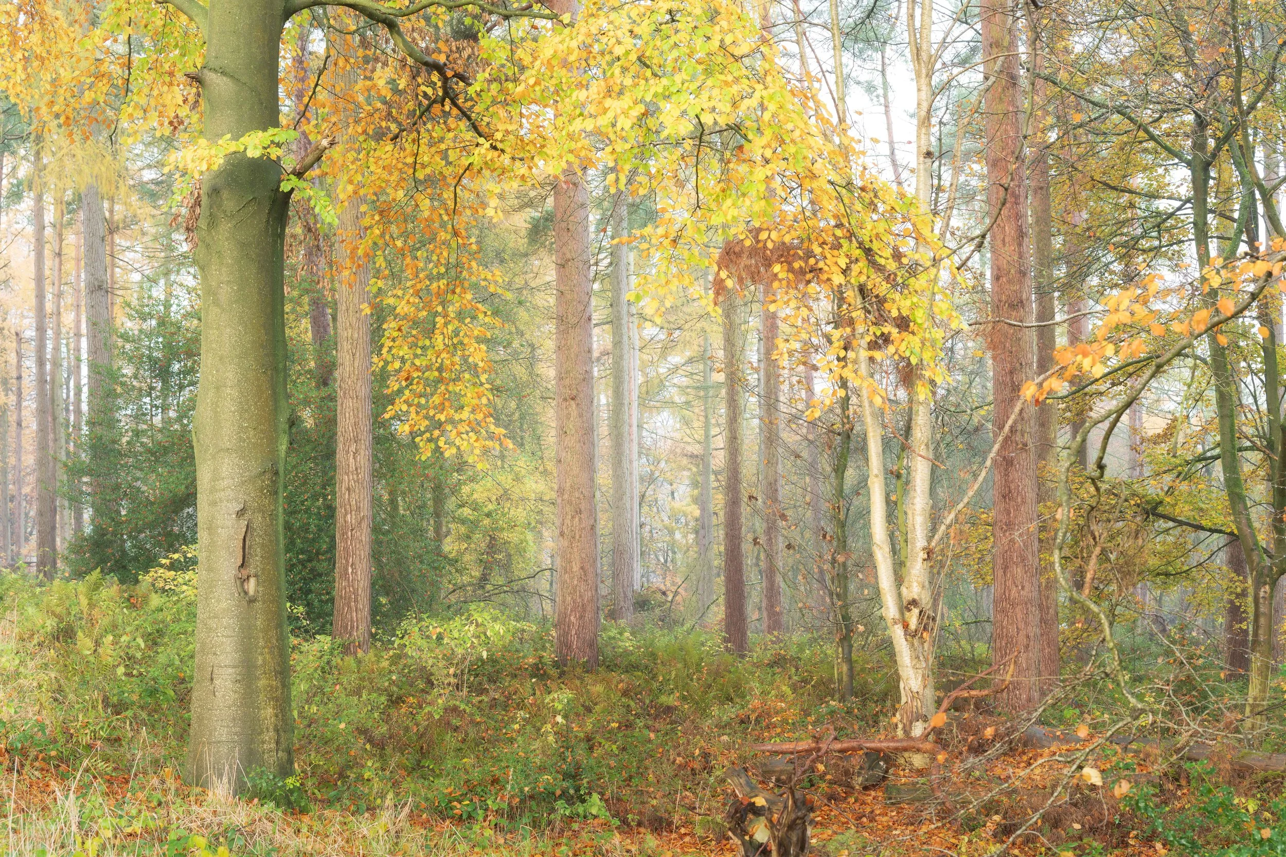 Autumnal