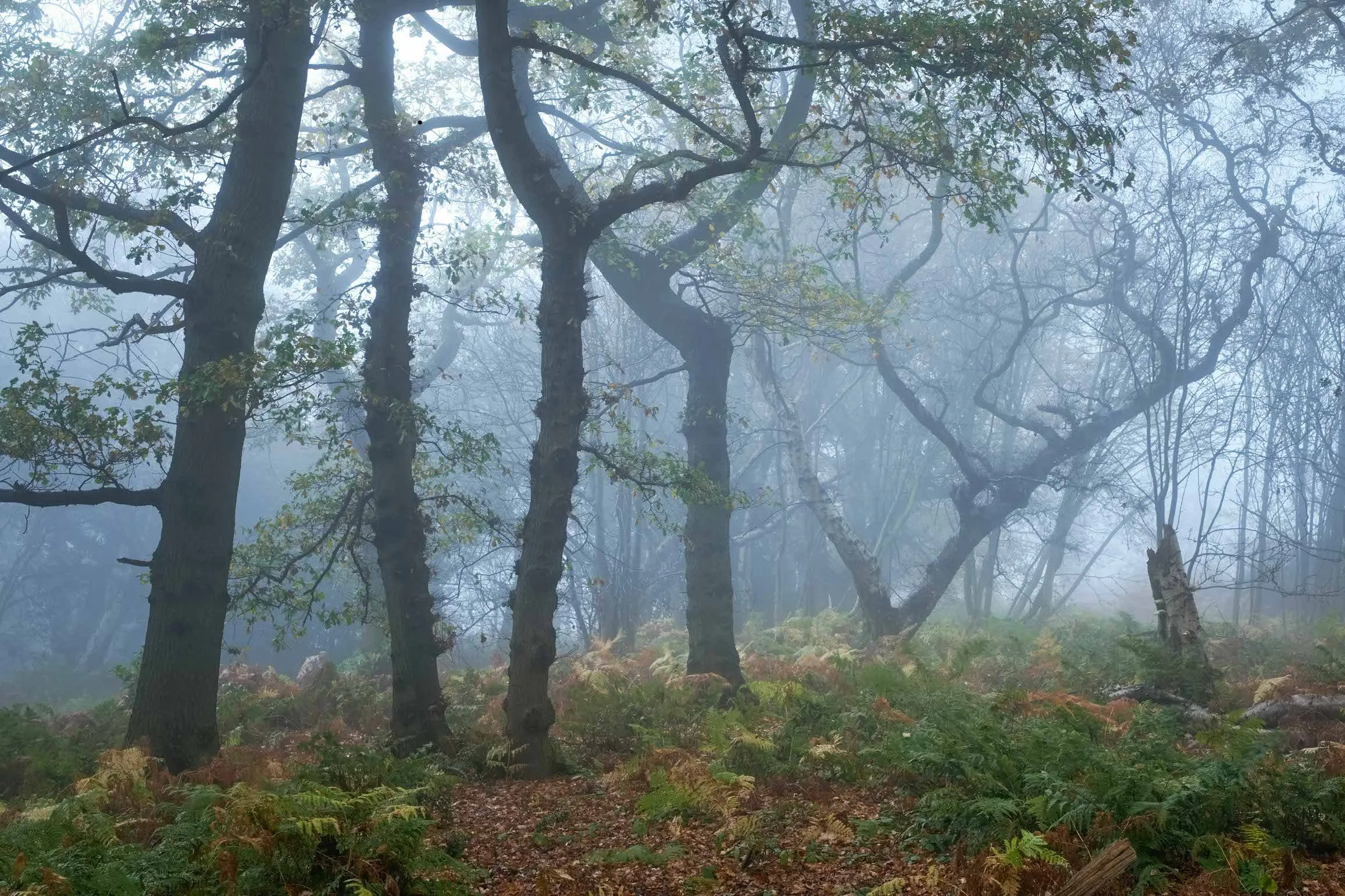 Into the fog