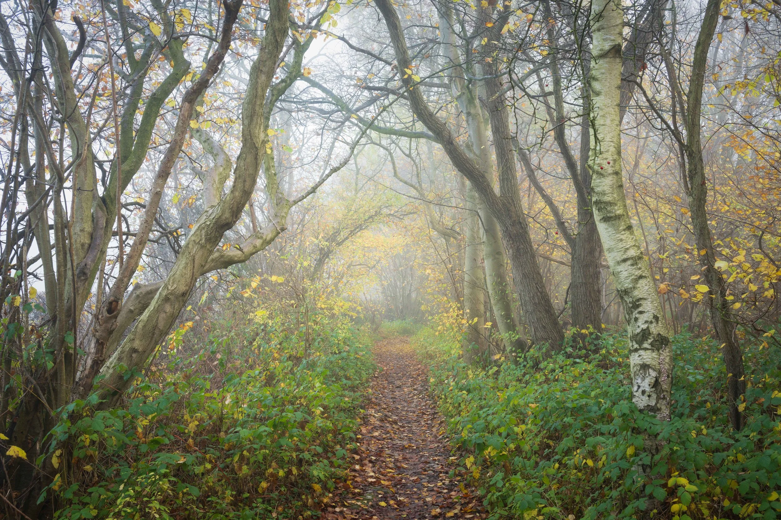 Pathway