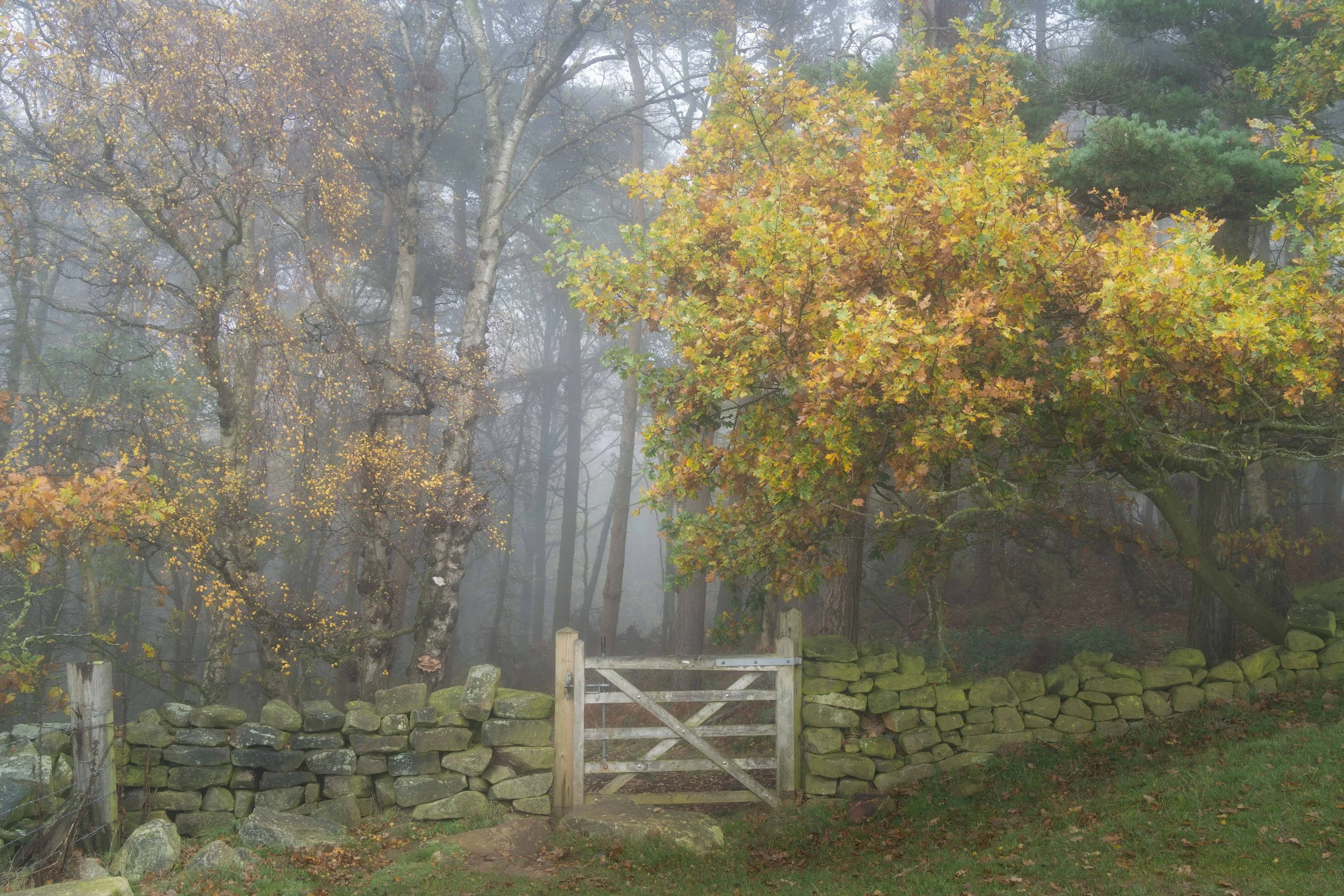 The gate