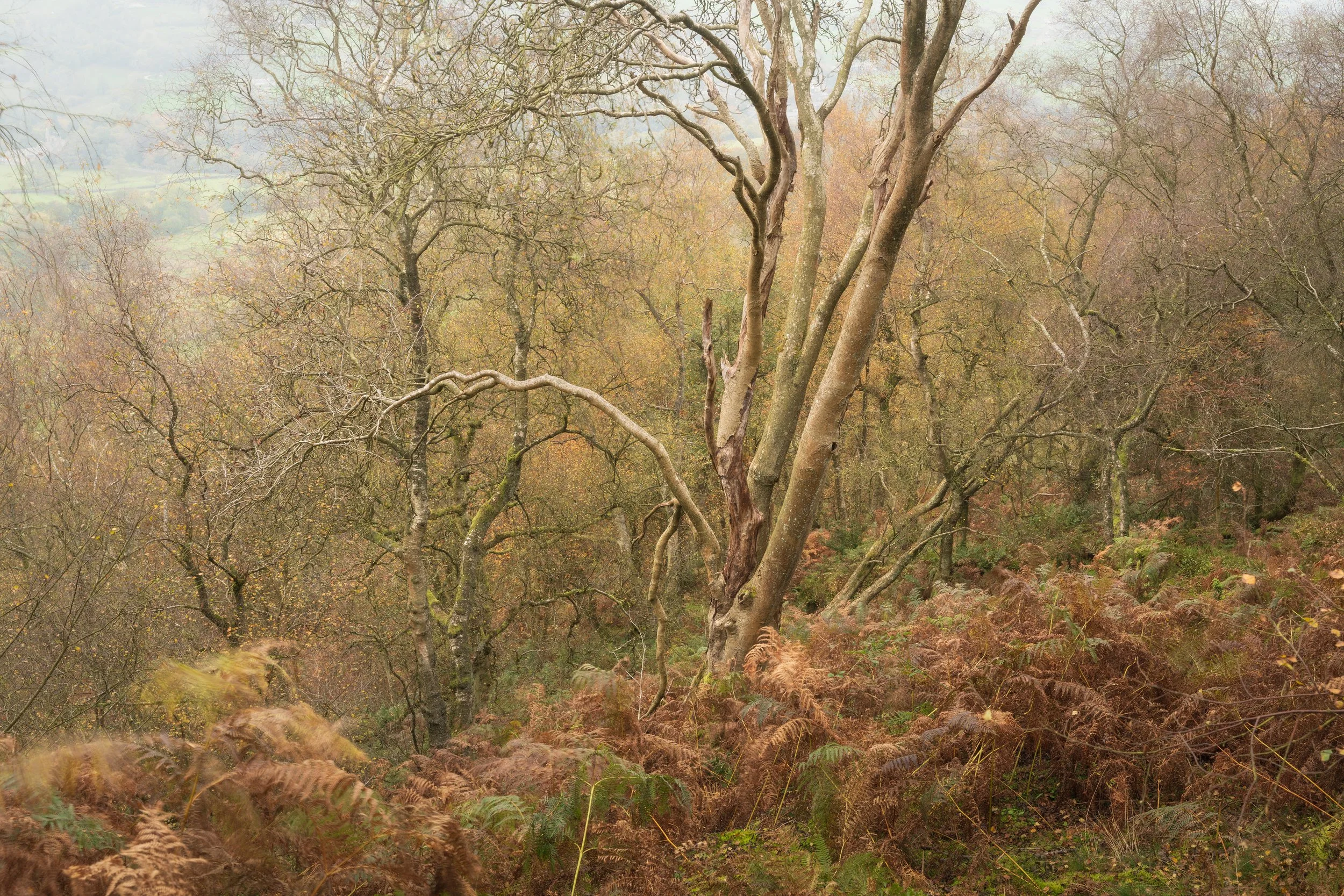 Autumn colours