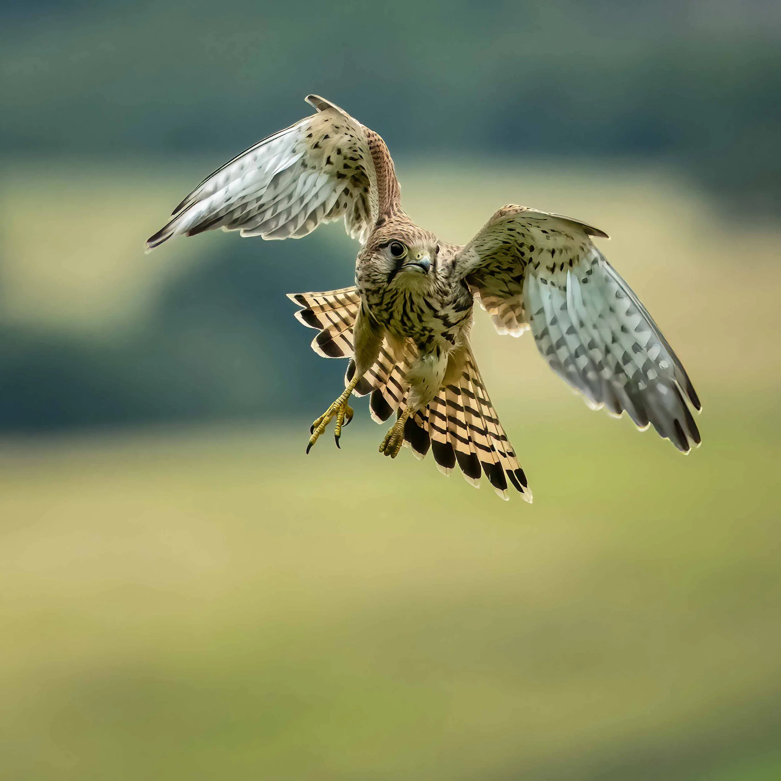 BFCEB793-F3FB-4506-A714-5F12A034721A.jpg