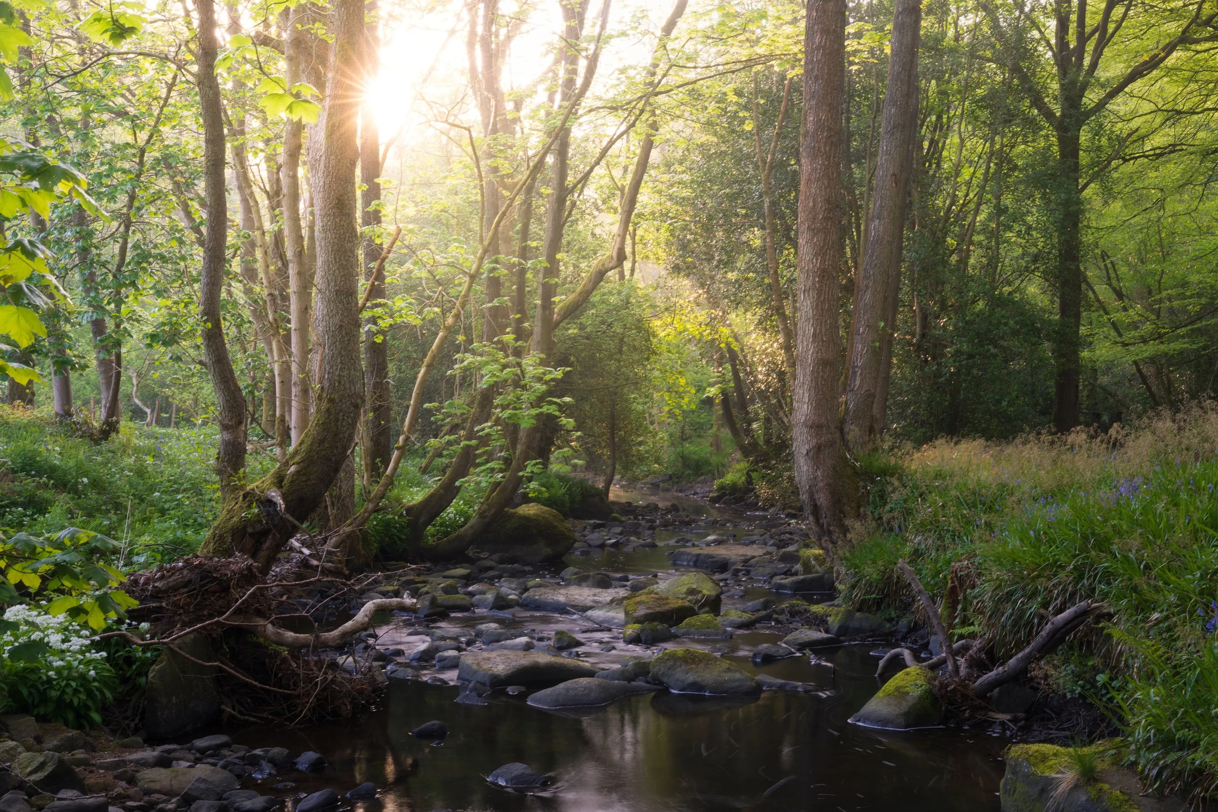 Woodland sunrise
