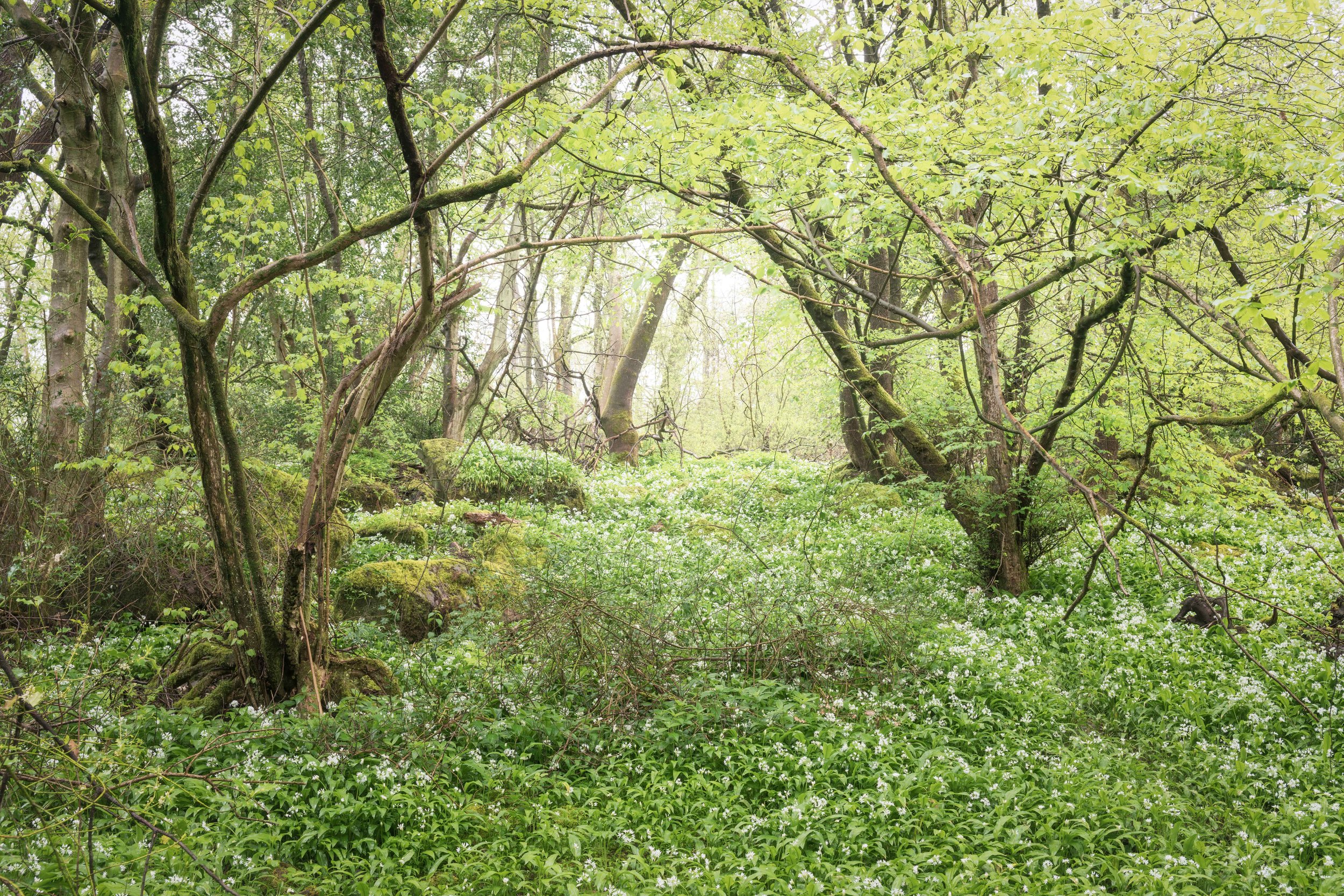 Wild Garlic tunnel