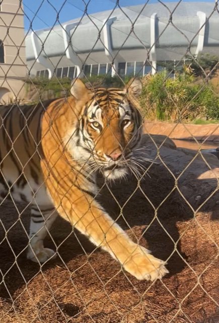 LSU mascot “Mike the Tiger.”