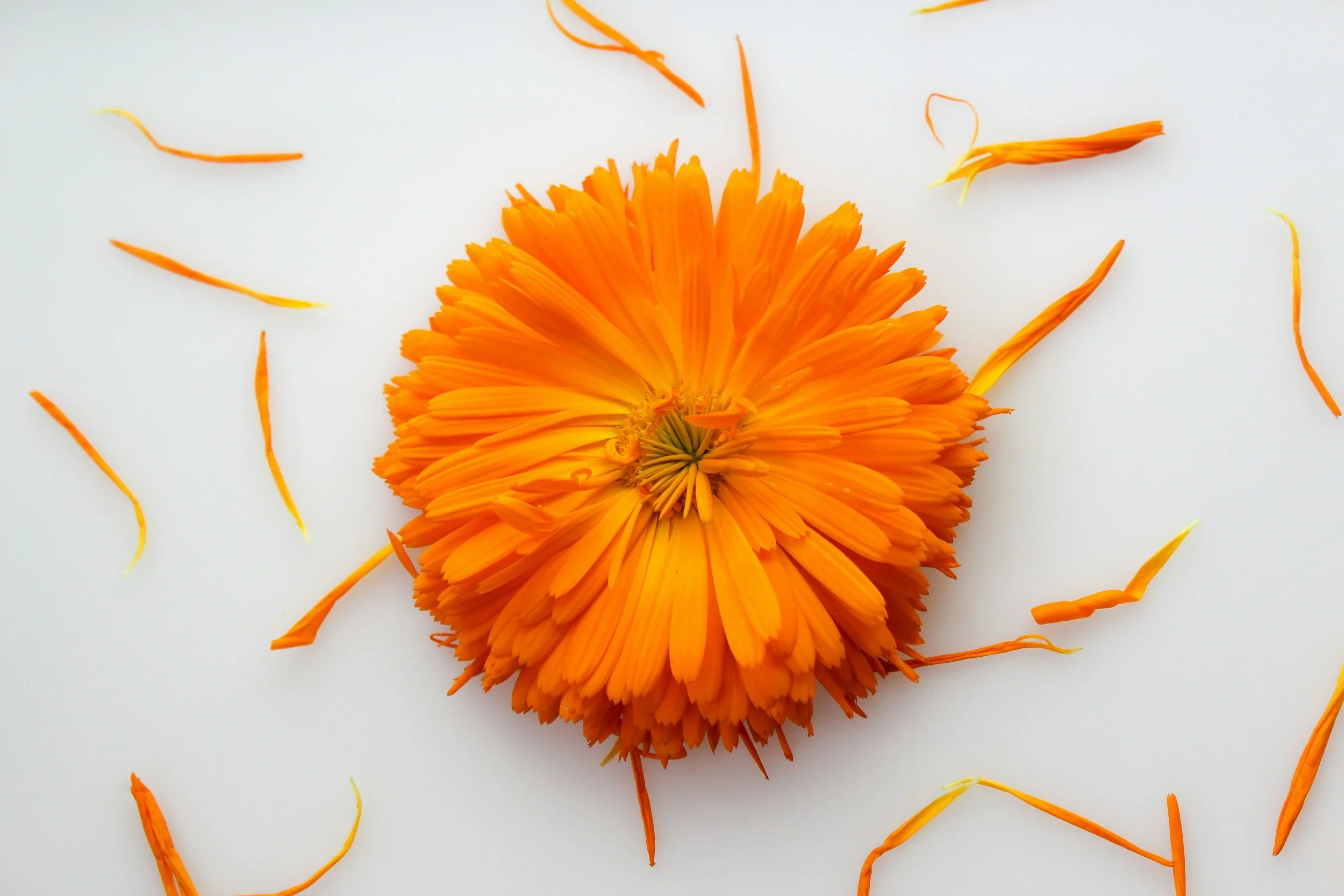 Calendula - Wundermittel bei Verletzungen