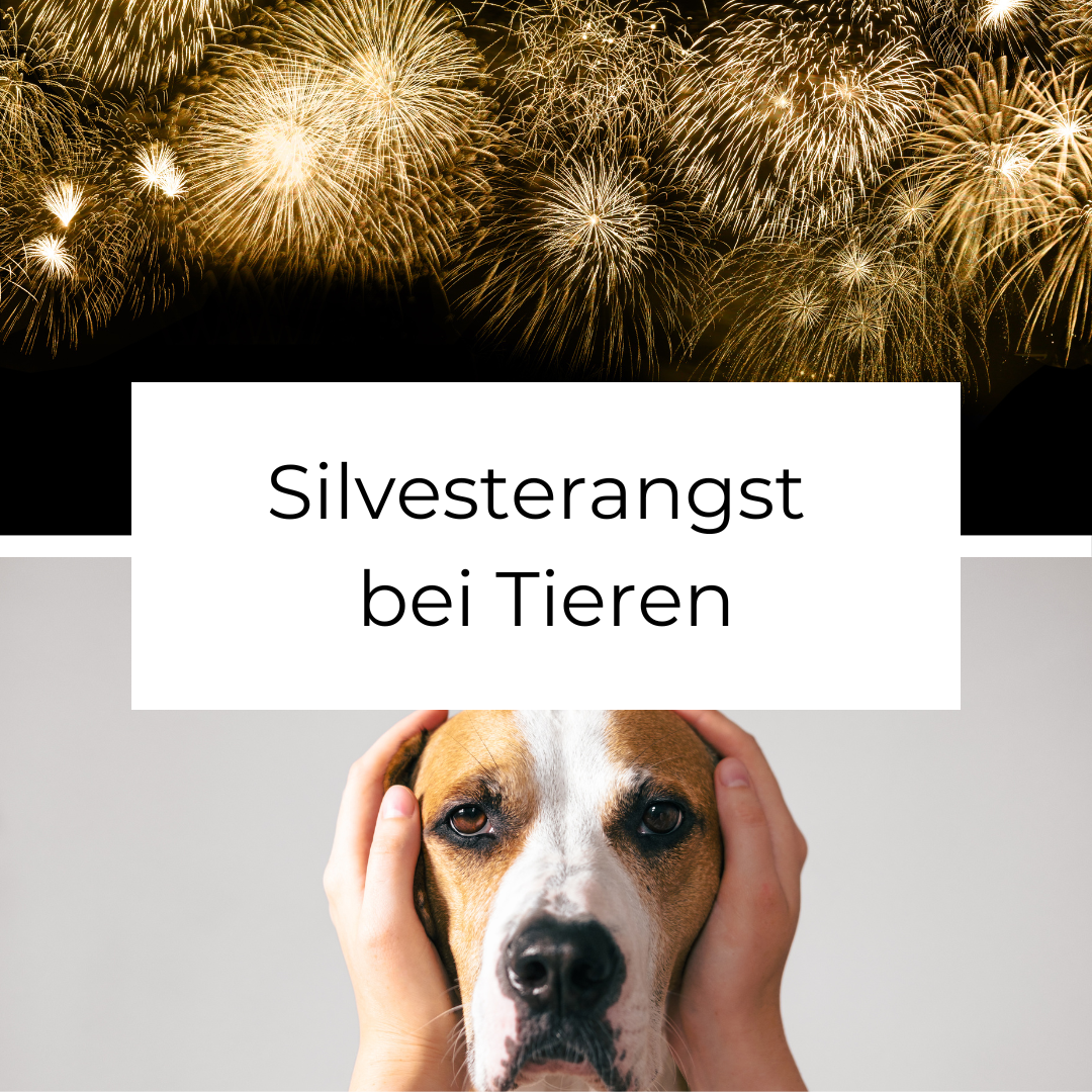 Silvesterangst bei Tieren.png