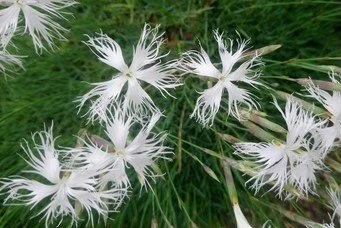 Dianthus petraeus noeanus.jpeg