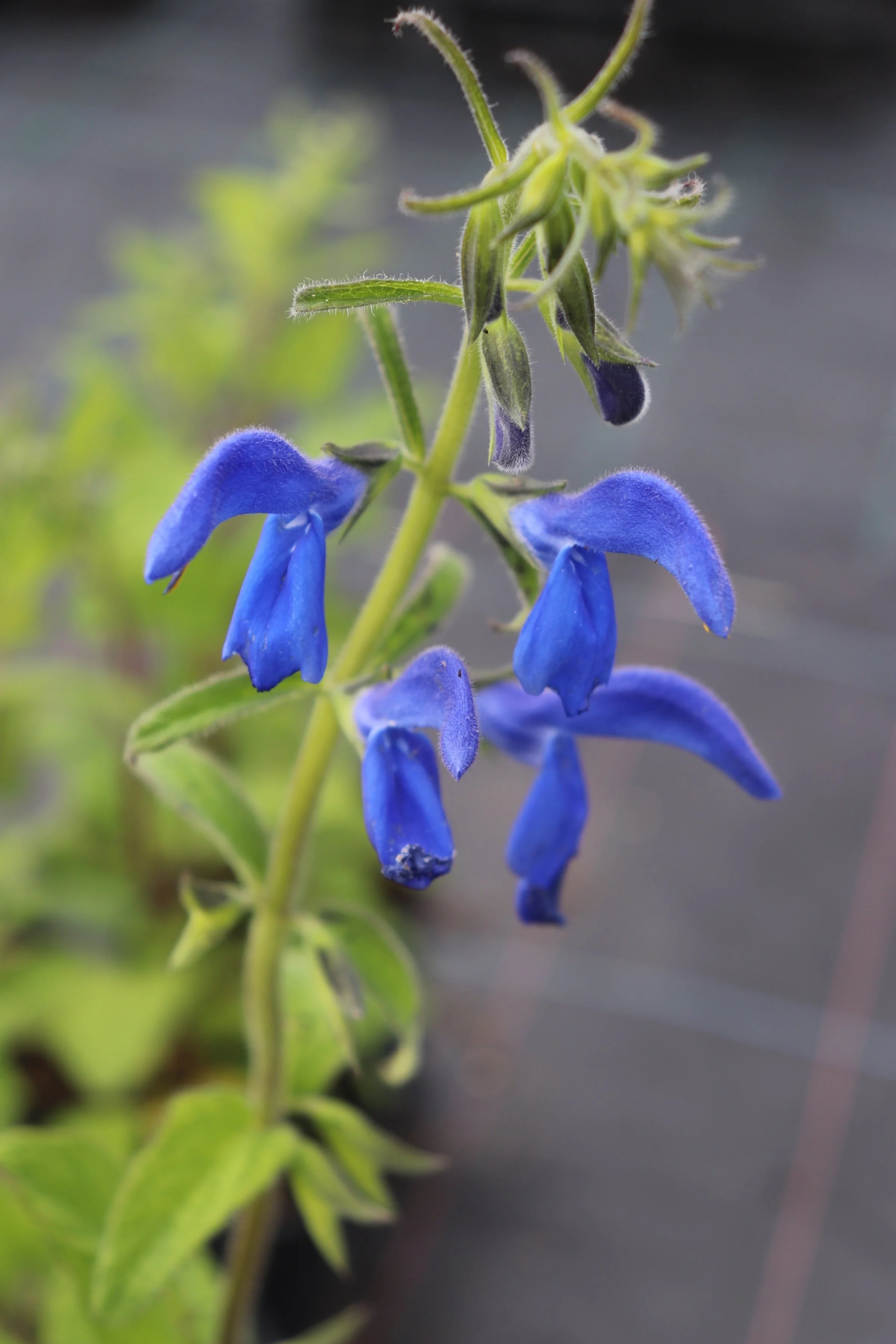 Salvia patens 2b.JPG