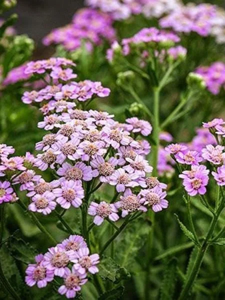 Achillea sibirica camschatica _Love Parade_.jpg