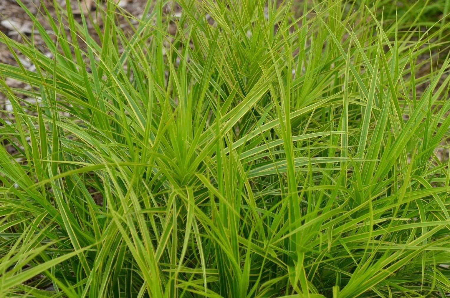 Carex muskingumensis.jpg