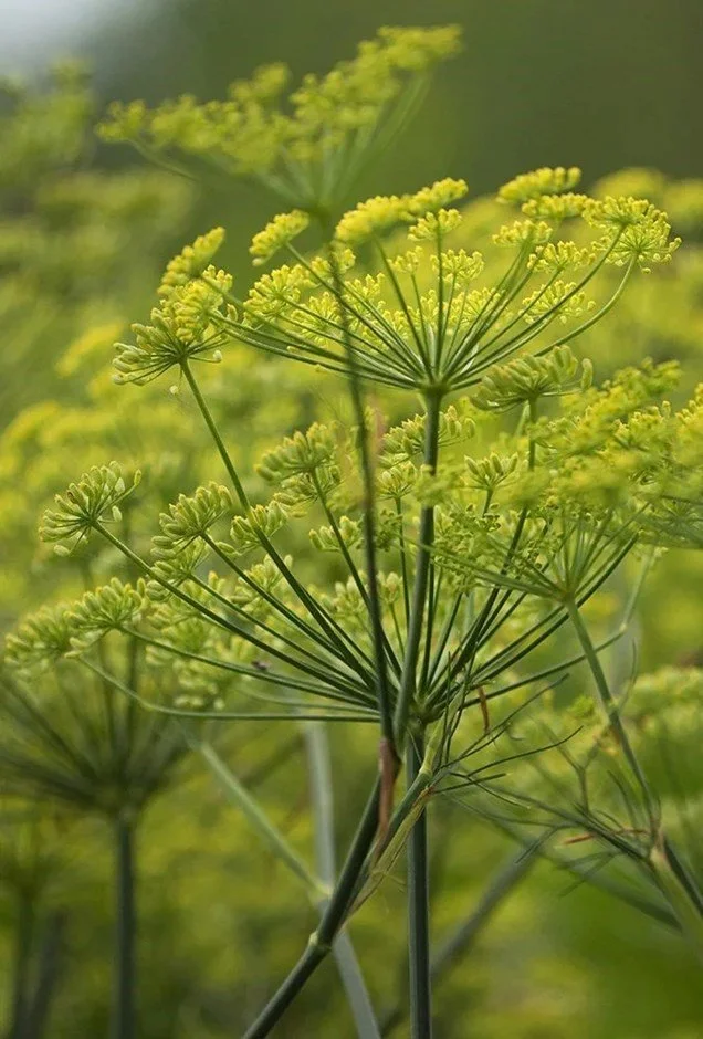 Anethum graveolens.jpg