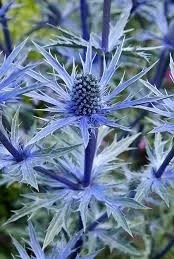 Eryngium alpinum _Blue Star_.jpg