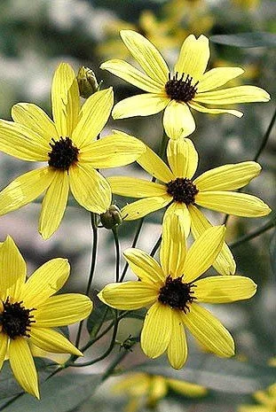 Coreopsis tripteris.jpg