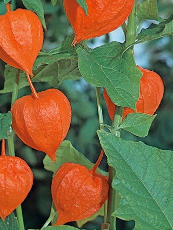 Physalis alkekengi franchetii _Zwerg_.jpg