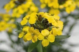 Erysimum _Canaries_.jpg