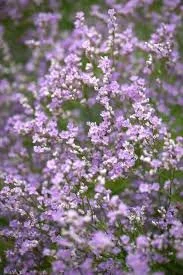 Limonium coriarium.jpg