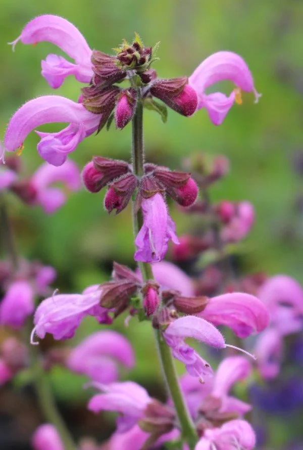 Salvia pratensis _Sweet Esmeralda_.jpg