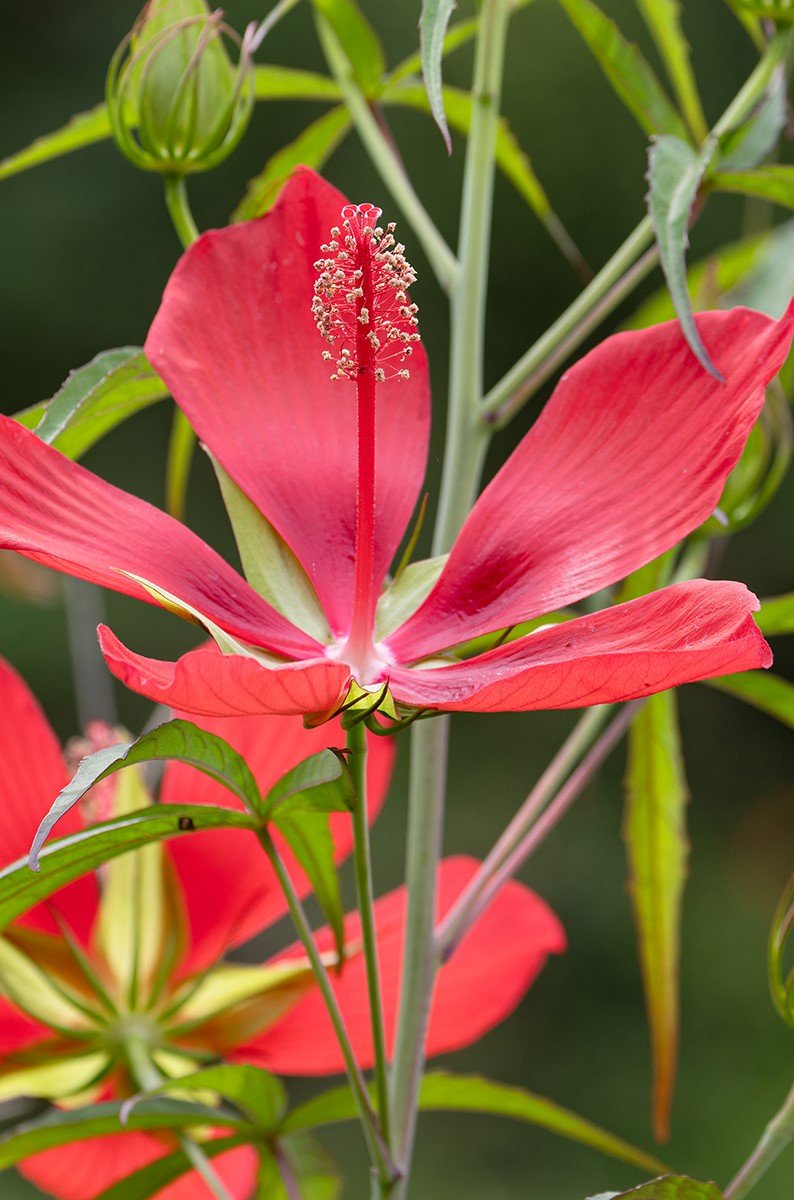 Hibiscus coccineus.jpg