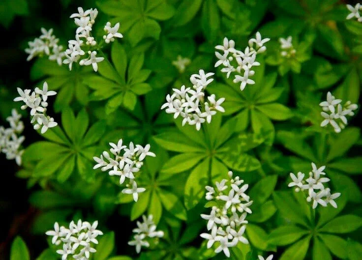 Galium odoratum