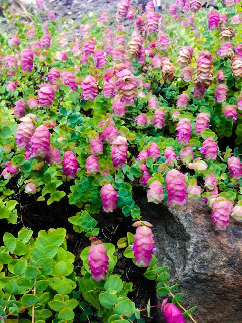 Origanum 'Barbara Tingey'