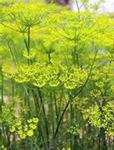 Foeniculum vulgare
