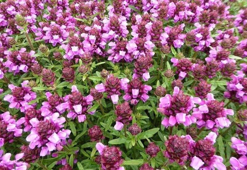 Prunella grandiflora 'Altenberg Rosea'