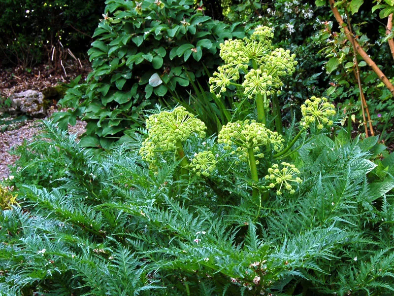 Molopospermum peloponnesiacum