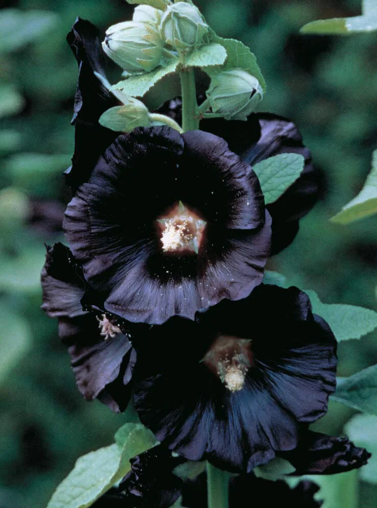 Alcea rosea 'Nigra'