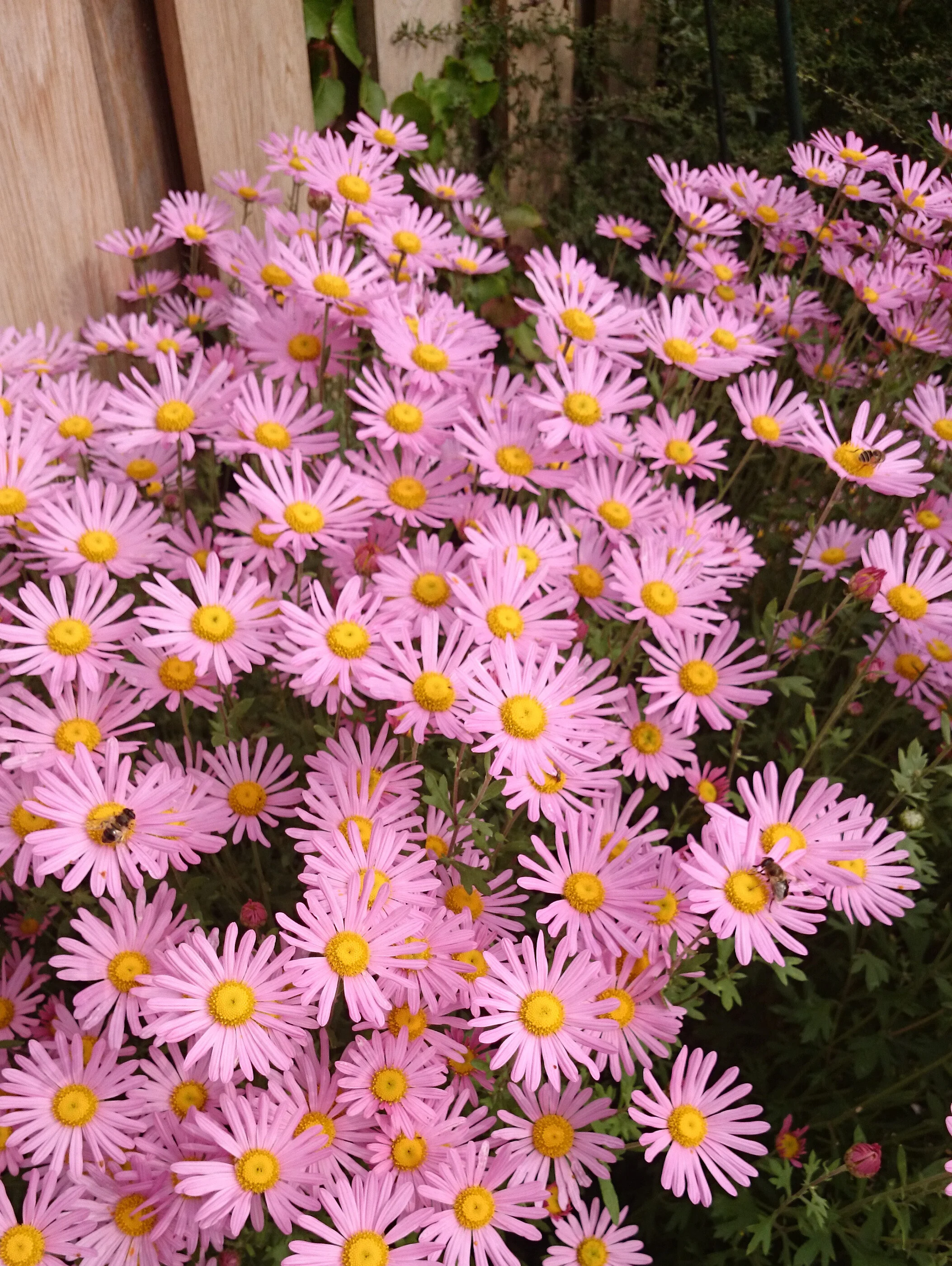 Chrysanthemum 'Clara Curtis'