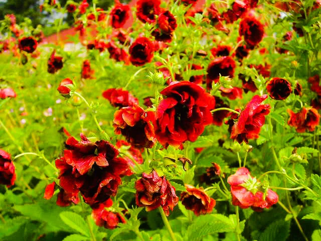 Potentilla 'Arc en Ciel'
