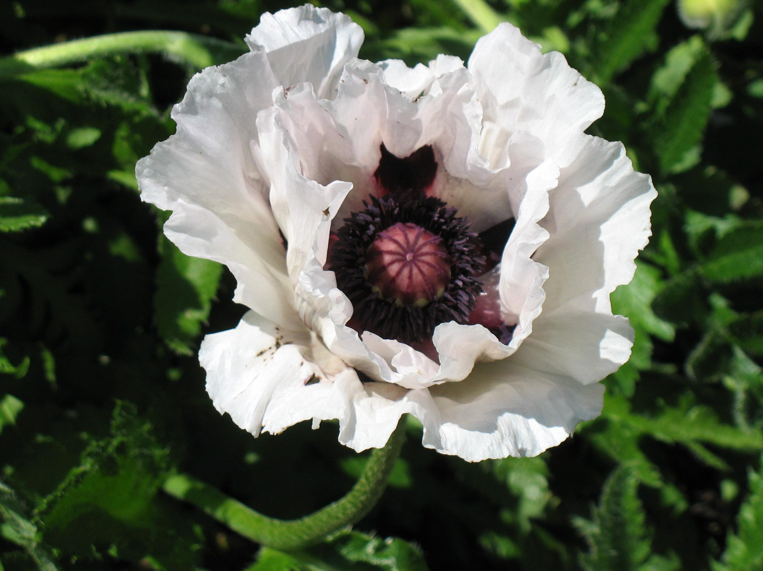 Papaver orientale 'Royal Wedding'