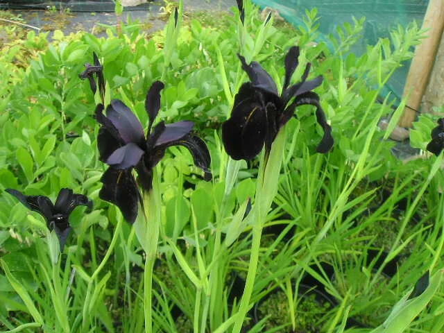 Iris chrysographes, black-flowered