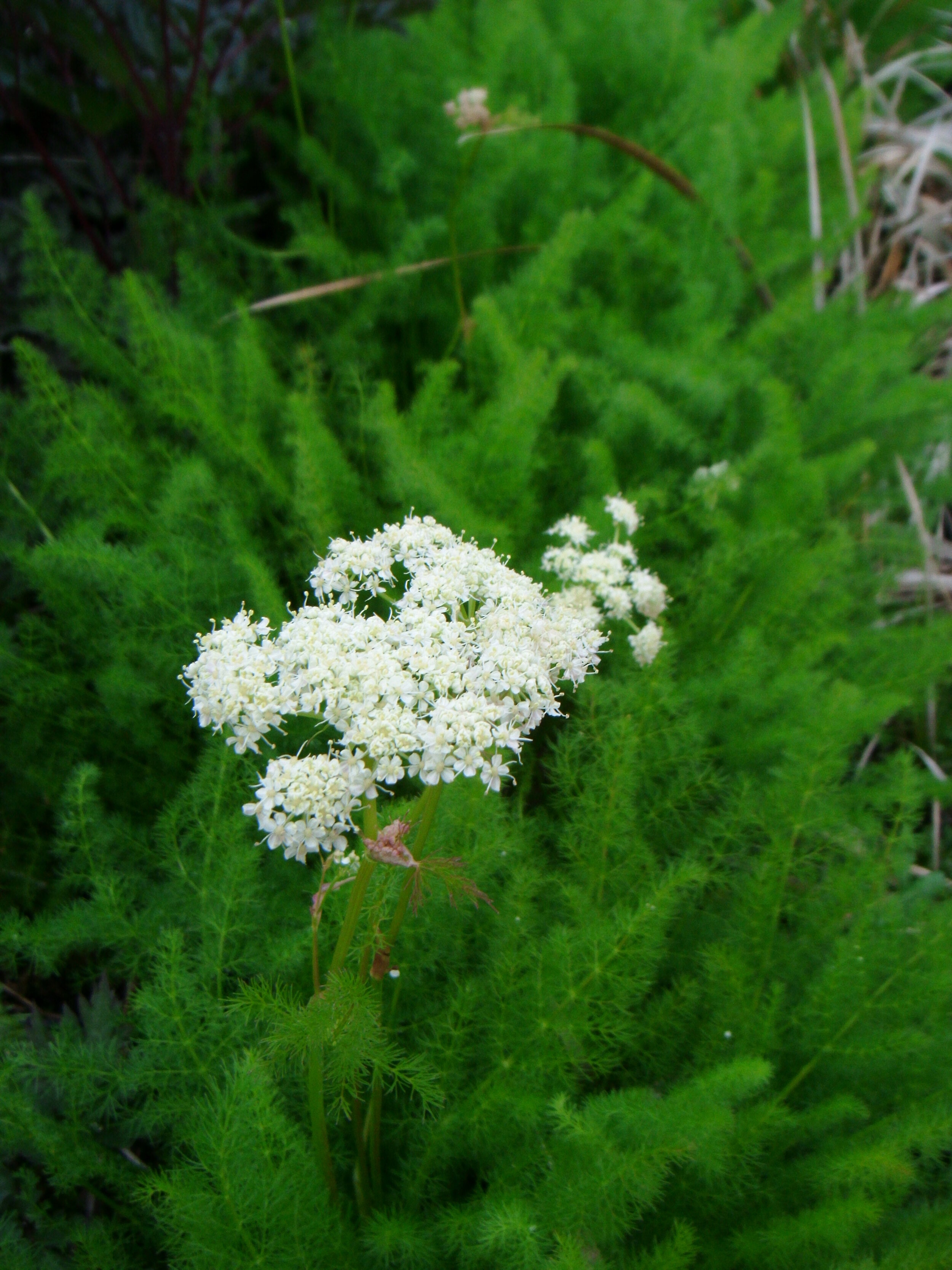 Meum athamanticum