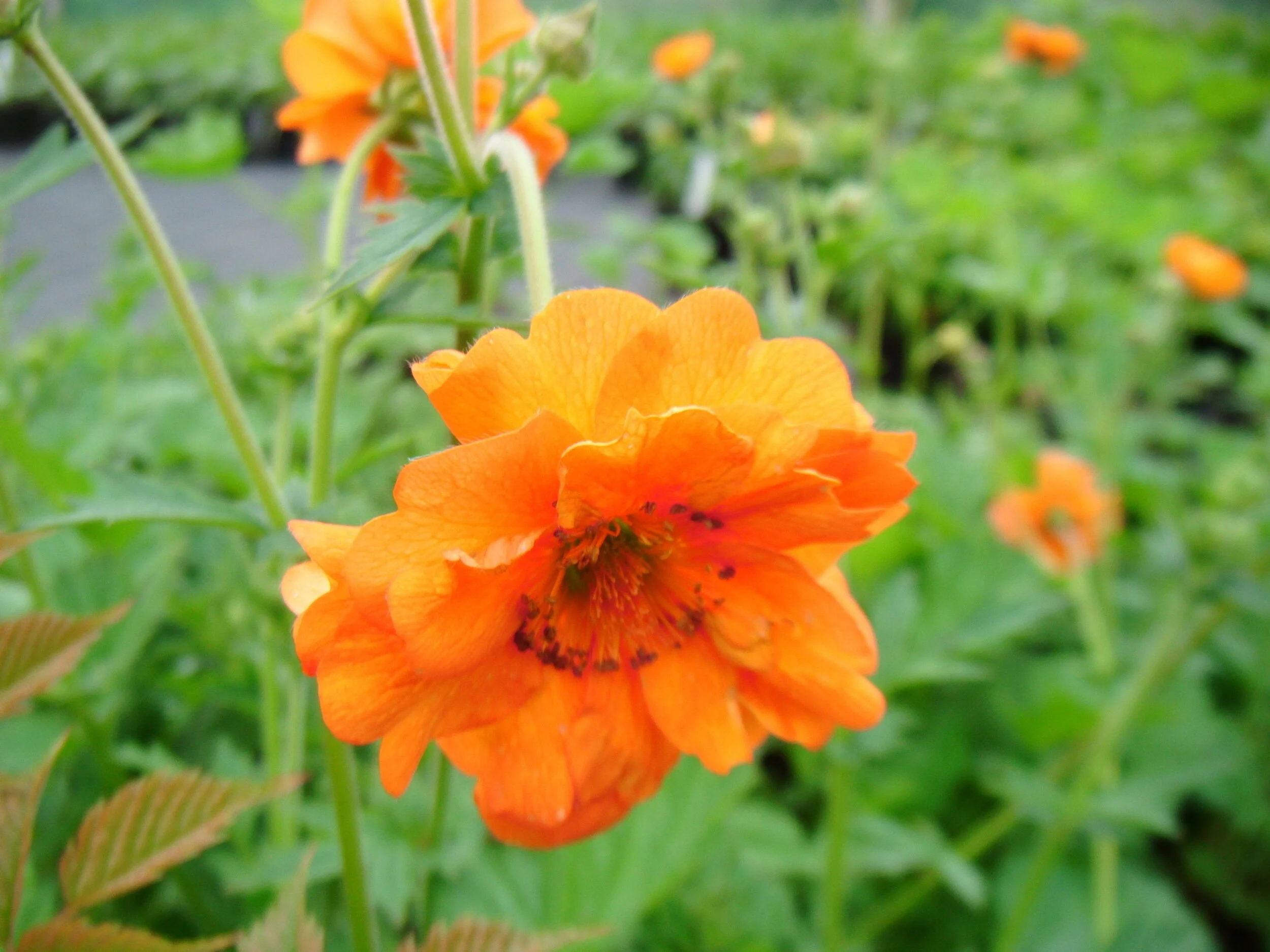 Geum 'Prinses Juliana'