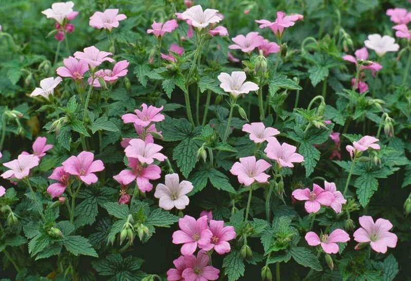 Geranium x oxonianum 'Wargrave Pink'