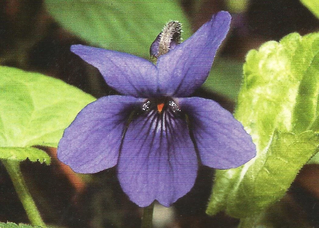 Viola Königin Charlotte'