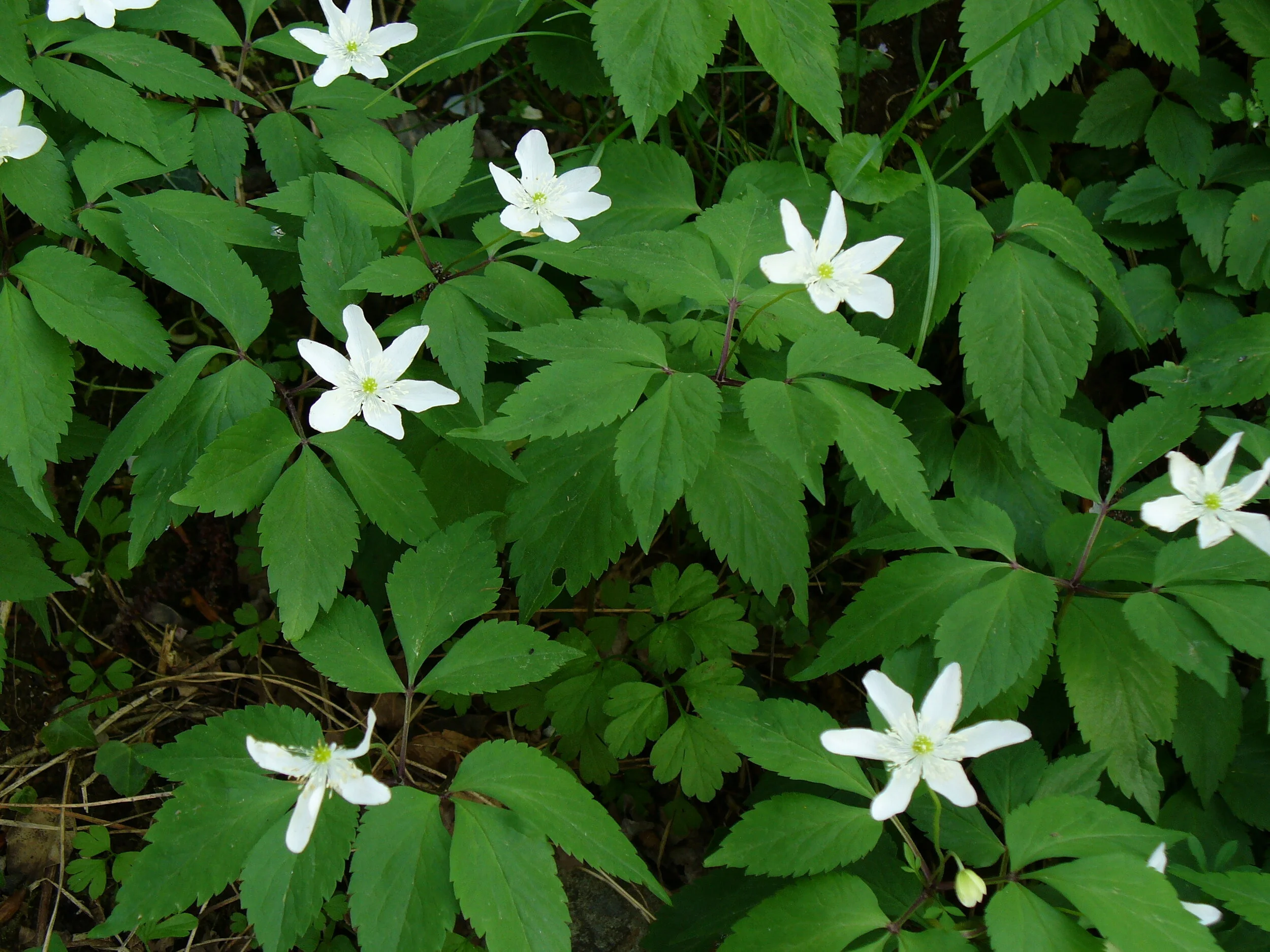 Anemone trifolia