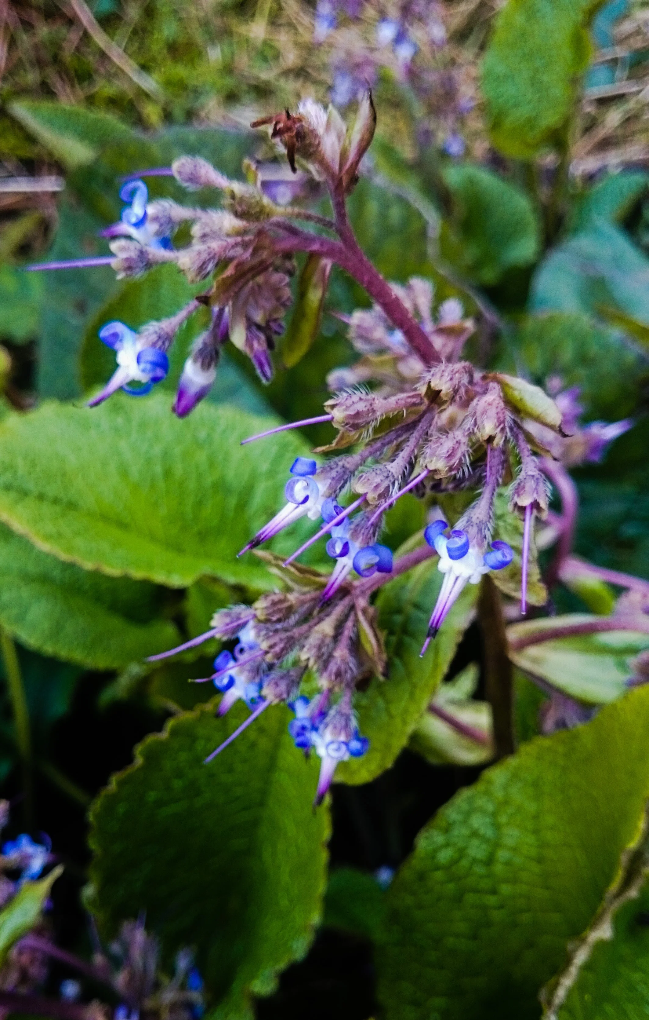 Trachystemon orientalis