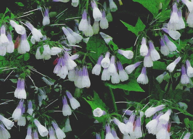 Symphytum 'Hidcote Blue'