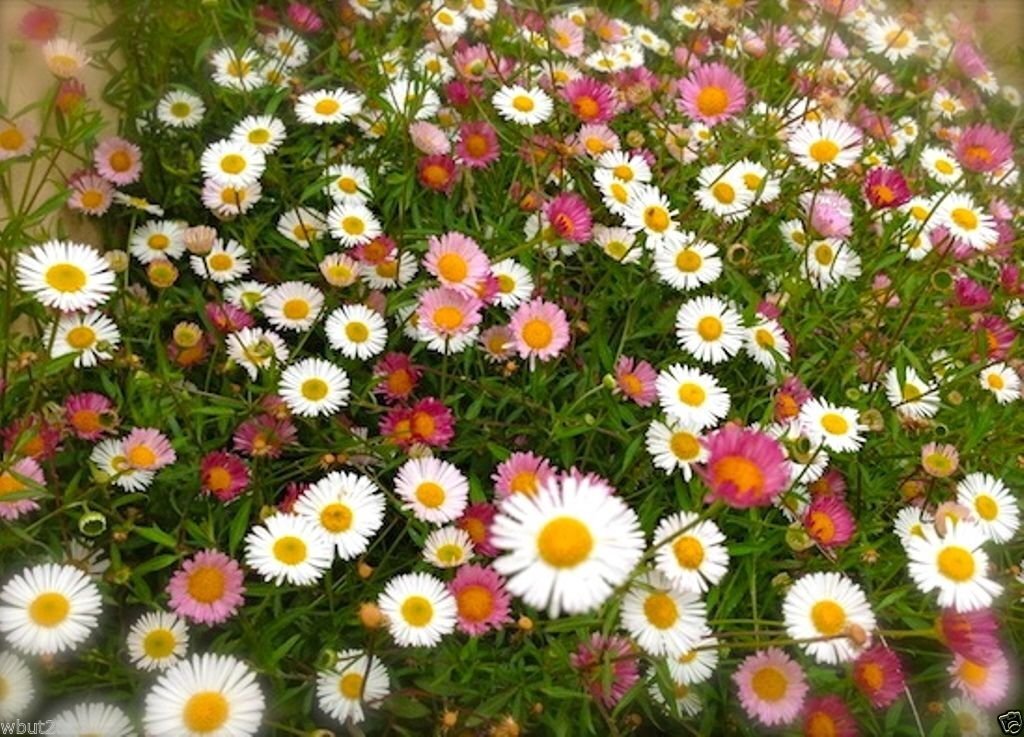 Erigeron karvinskianus