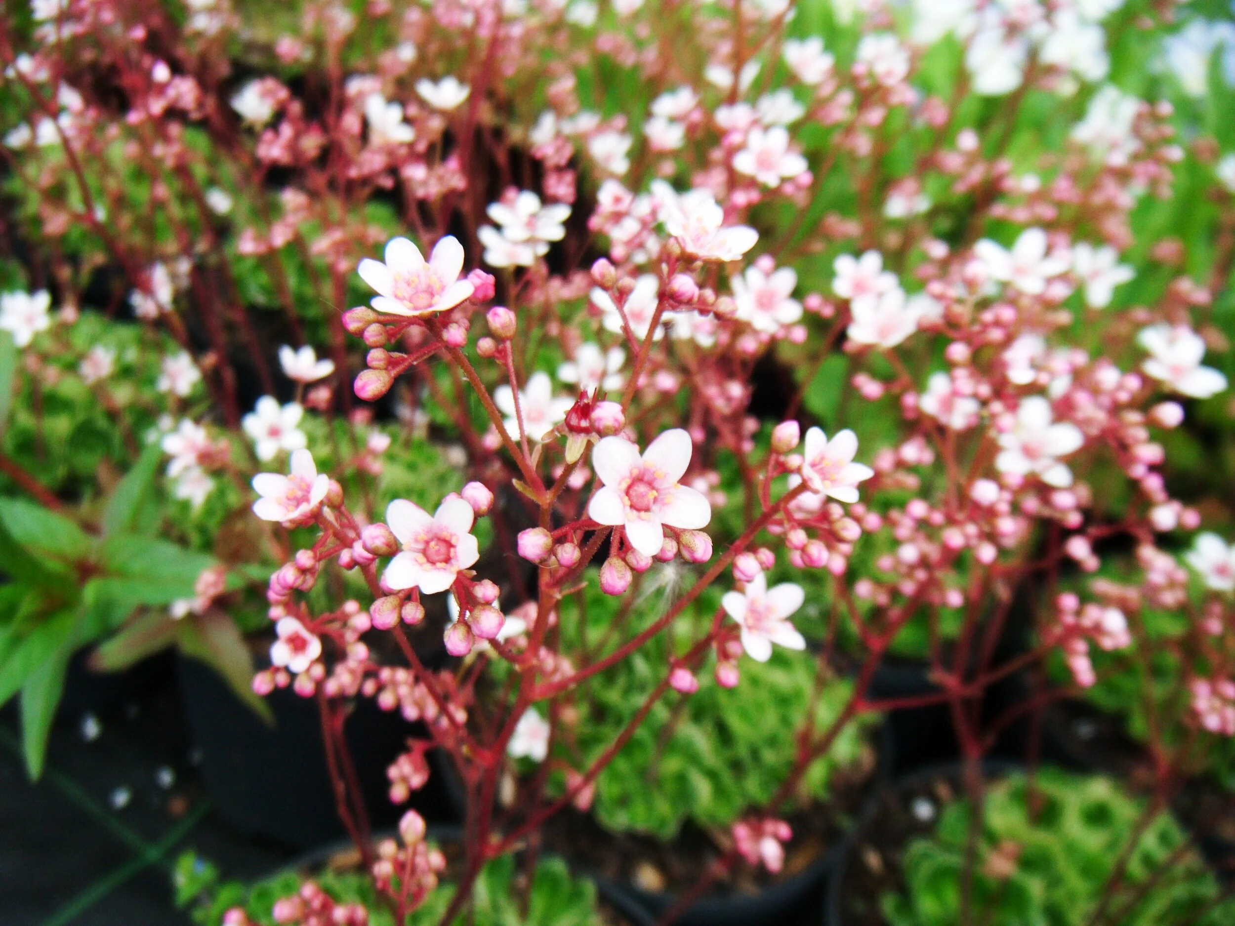 Saxifraga 'Winifred Bevington'