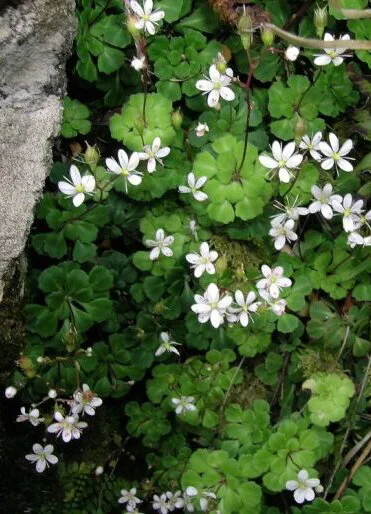 Saxifraga cuneifolia