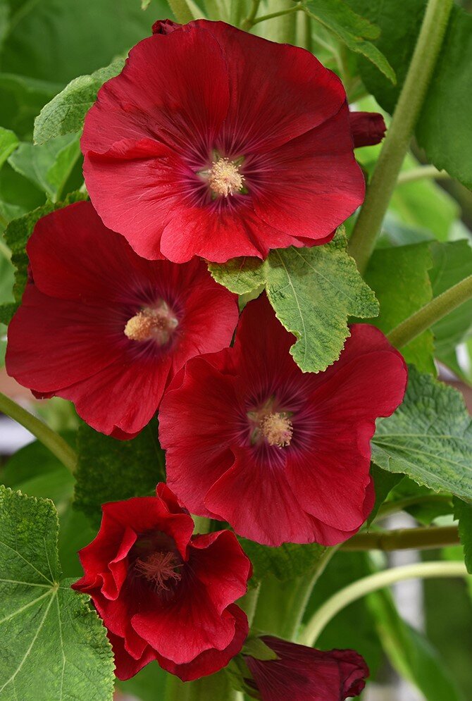 Alcea rosea 'Mars Magic'