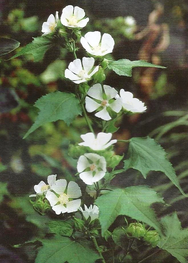 Kitaibelia vitifolia