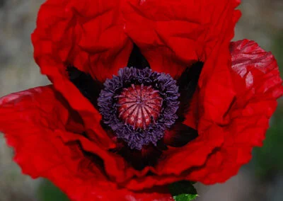 Papaver orientale 'Beauty of Livermere'