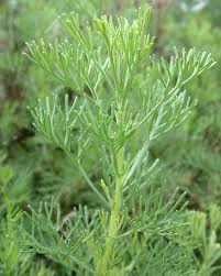 Artemisia abrotanum