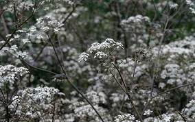 Anthriscus sylvestris 'Ravenswing'