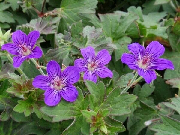 Geranium wlassovianum